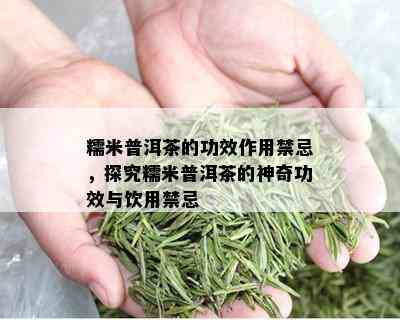 糯米普洱茶的功效作用禁忌，探究糯米普洱茶的神奇功效与饮用禁忌