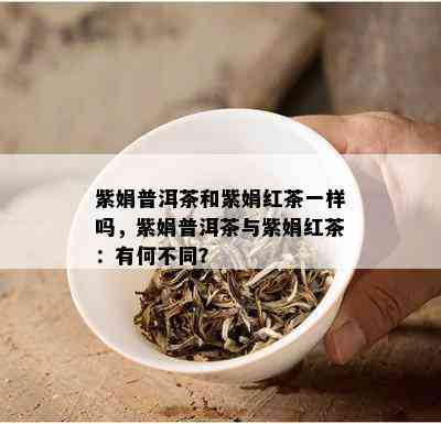 紫娟普洱茶和紫娟红茶一样吗，紫娟普洱茶与紫娟红茶：有何不同？