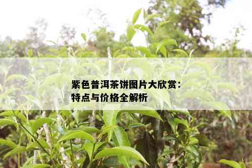 紫色普洱茶饼图片大欣赏：特点与价格全解析