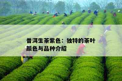 普洱生茶紫色：独特的茶叶颜色与品种介绍