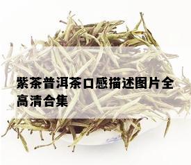 紫茶普洱茶口感描述图片全高清合集