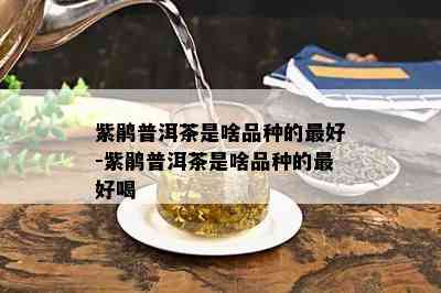 紫鹃普洱茶是啥品种的更好-紫鹃普洱茶是啥品种的更好喝