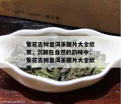 繁花古树普洱茶图片大全欣赏，沉醉在自然的韵味中：繁花古树普洱茶图片大全欣赏