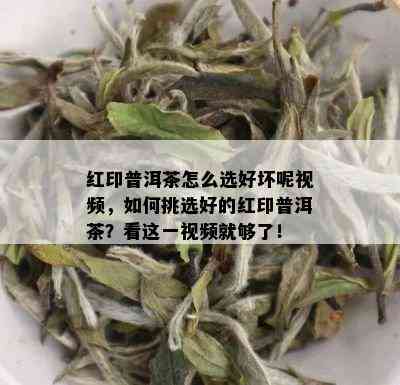 红印普洱茶怎么选好坏呢视频，如何挑选好的红印普洱茶？看这一视频就够了！