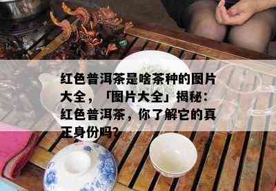 红色普洱茶是啥茶种的图片大全，「图片大全」揭秘：红色普洱茶，你了解它的真正身份吗？