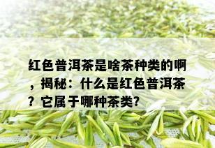 红色普洱茶是啥茶种类的啊，揭秘：什么是红色普洱茶？它属于哪种茶类？