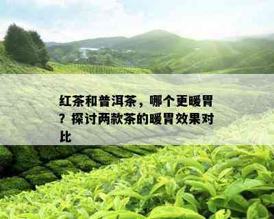 红茶和普洱茶，哪个更暖胃？探讨两款茶的暖胃效果对比