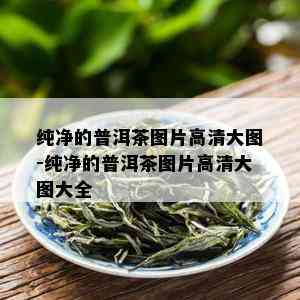 纯净的普洱茶图片高清大图-纯净的普洱茶图片高清大图大全