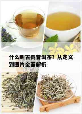 什么叫古树普洱茶？从定义到图片全面解析