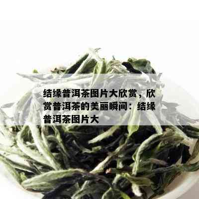 结缘普洱茶图片大欣赏，欣赏普洱茶的美丽瞬间：结缘普洱茶图片大