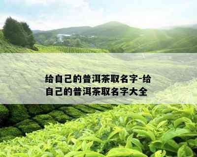 给自己的普洱茶取名字-给自己的普洱茶取名字大全