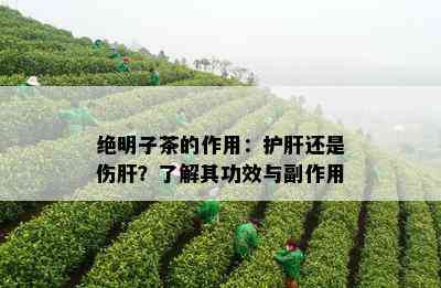 绝明子茶的作用：护肝还是伤肝？了解其功效与副作用