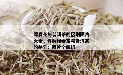 绿春茶与普洱茶的区别图片大全，详解绿春茶与普洱茶的差异：图片全解析