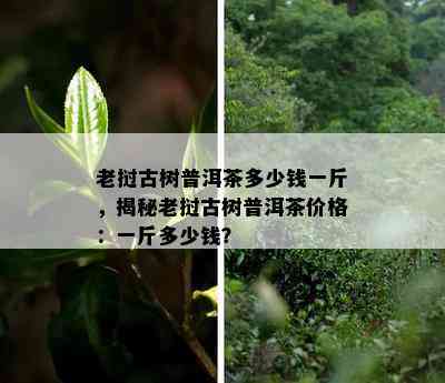 老挝古树普洱茶多少钱一斤，揭秘老挝古树普洱茶价格：一斤多少钱？