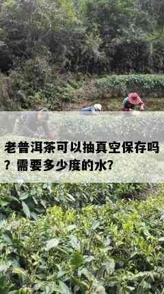 老普洱茶可以抽真空保存吗？需要多少度的水？