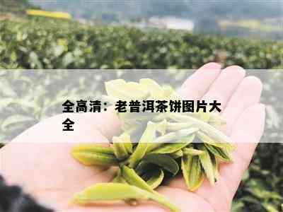 全高清：老普洱茶饼图片大全