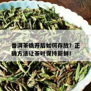 普洱茶撬开后如何存放？正确方法让茶叶保持新鲜！