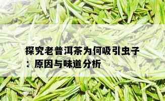 探究老普洱茶为何吸引虫子：原因与味道分析