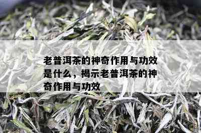 老普洱茶的神奇作用与功效是什么，揭示老普洱茶的神奇作用与功效