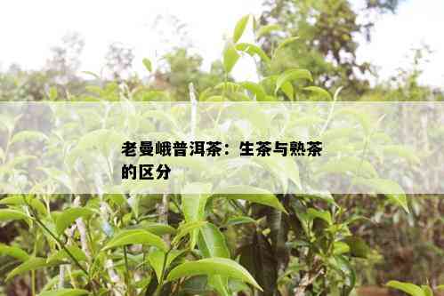 老曼峨普洱茶：生茶与熟茶的区分