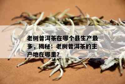 老树普洱茶在哪个县生产最多，揭秘：老树普洱茶的主产地在哪里？