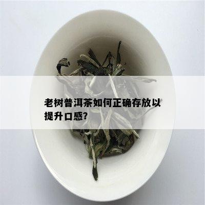 老树普洱茶如何正确存放以提升口感？