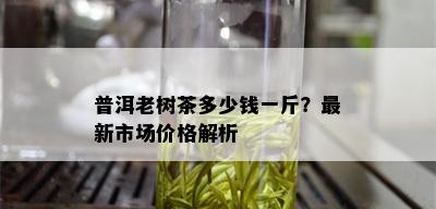 普洱老树茶多少钱一斤？最新市场价格解析