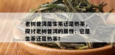 老树普洱是生茶还是熟茶，探讨老树普洱的属性：它是生茶还是熟茶？