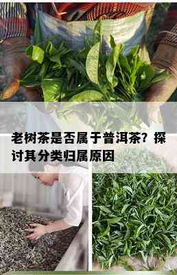 老树茶是否属于普洱茶？探讨其分类归属原因