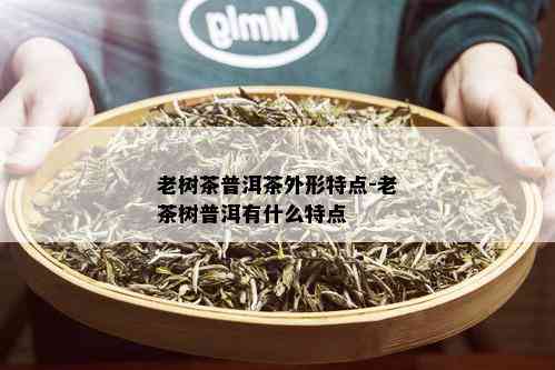 老树茶普洱茶外形特点-老茶树普洱有什么特点