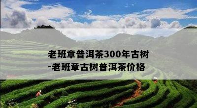 老班章普洱茶300年古树-老班章古树普洱茶价格