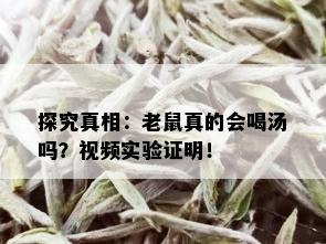 探究真相：老鼠真的会喝汤吗？视频实验证明！