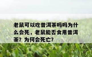 老鼠可以吃普洱茶吗吗为什么会死，老鼠能否食用普洱茶？为何会死亡？