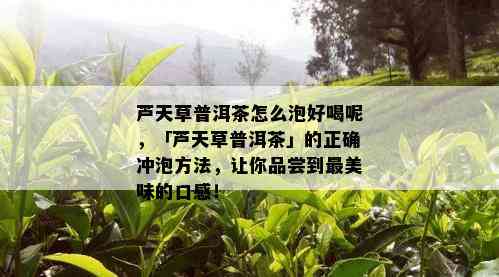 芦天草普洱茶怎么泡好喝呢，「芦天草普洱茶」的正确冲泡方法，让你品尝到最美味的口感！