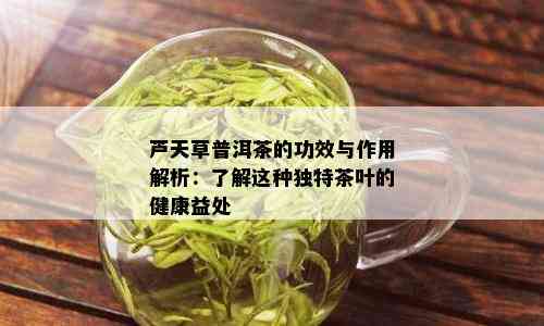 芦天草普洱茶的功效与作用解析：了解这种独特茶叶的健康益处