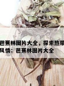 芭蕉林图片大全，探索热带风情：芭蕉林图片大全