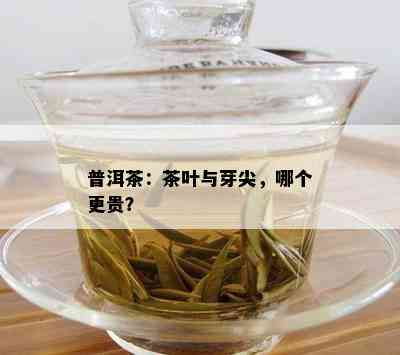 普洱茶：茶叶与芽尖，哪个更贵？