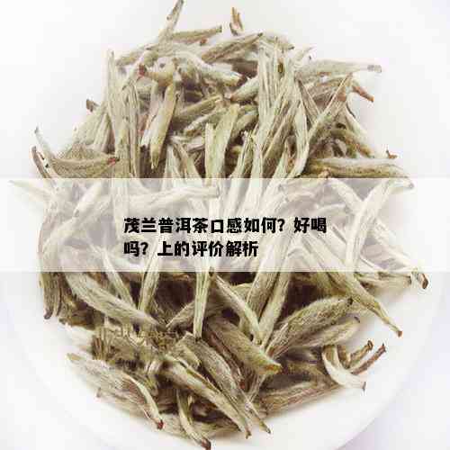 茂兰普洱茶口感如何？好喝吗？上的评价解析