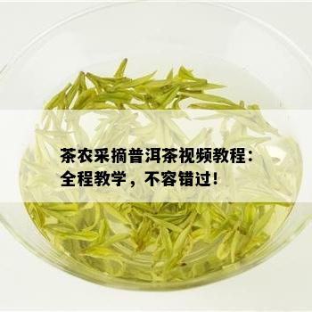 茶农采摘普洱茶视频教程：全程教学，不容错过！