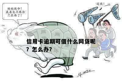 信用卡逾期可借什么网贷呢？怎么办？