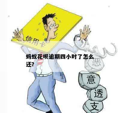 蚂蚁花呗逾期四小时了怎么还？