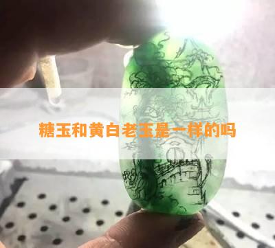 糖玉和黄白老玉是一样的吗