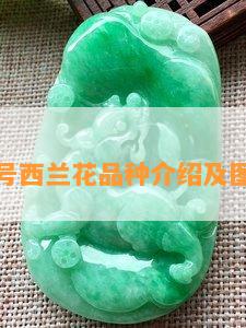 翡翠六号西兰花品种介绍及图片大全