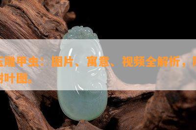 玉雕甲虫：图片、寓意、视频全解析，附树叶图。