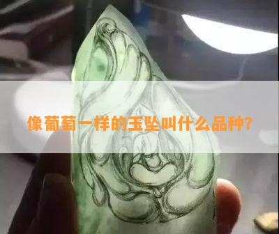 像葡萄一样的玉坠叫什么品种？