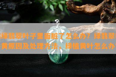 满绿翡翠叶子里面脏了怎么办？绿翡翠叶子黄原因及处理方法，绿植黄叶怎么办？