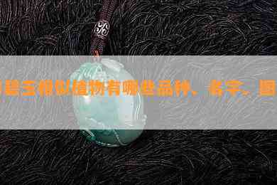 和碧玉相似植物有哪些品种、名字、图片？