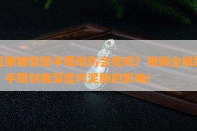 泥鳅被翡翠手镯划伤会死吗？视频全解析，手镯划痕深度对泥鳅的影响！