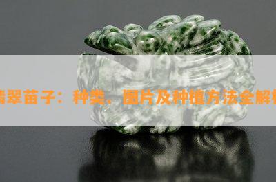 翡翠苗子：种类、图片及种植方法全解析