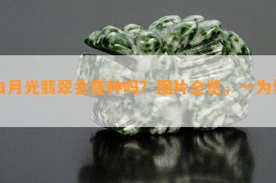 白月光翡翠会变种吗？图片全览，一为快！